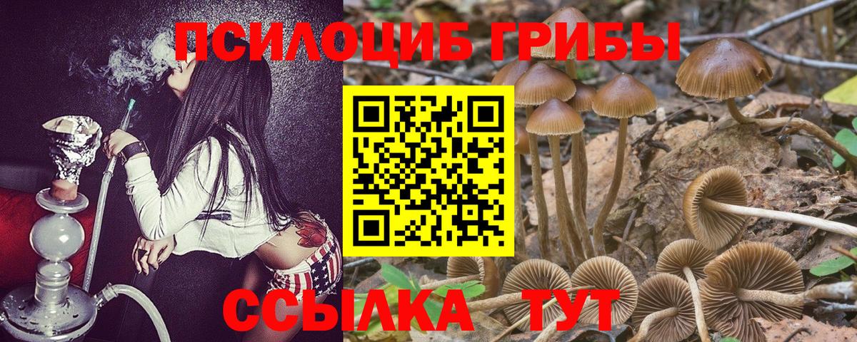 Боровичи  Псилоцибиновые грибы Psilocybe  Вход с VPN  Псилоцибиновые грибы ЛСД 